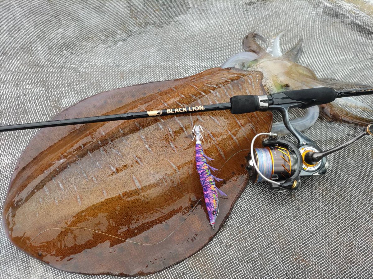 FJ_Basser's tweet photo. @GomexusFishing イカサイズ2.85kg
リール ダイワ セルテート ゴメクサスハンドルノブ仕様 https://t.co/X8NzDRYd3c