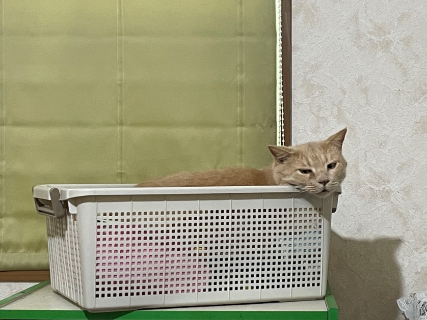 aug_miki's tweet photo. 猫部の「Twitter猫まみれ作戦」に参加���！
今日のお題は「 #のぞき猫 」ニャ！

 #猫まみれ作戦 #フェリシモ猫部 https://t.co/8xS18eBWpz https://t.co/uKmhnjQ3k5