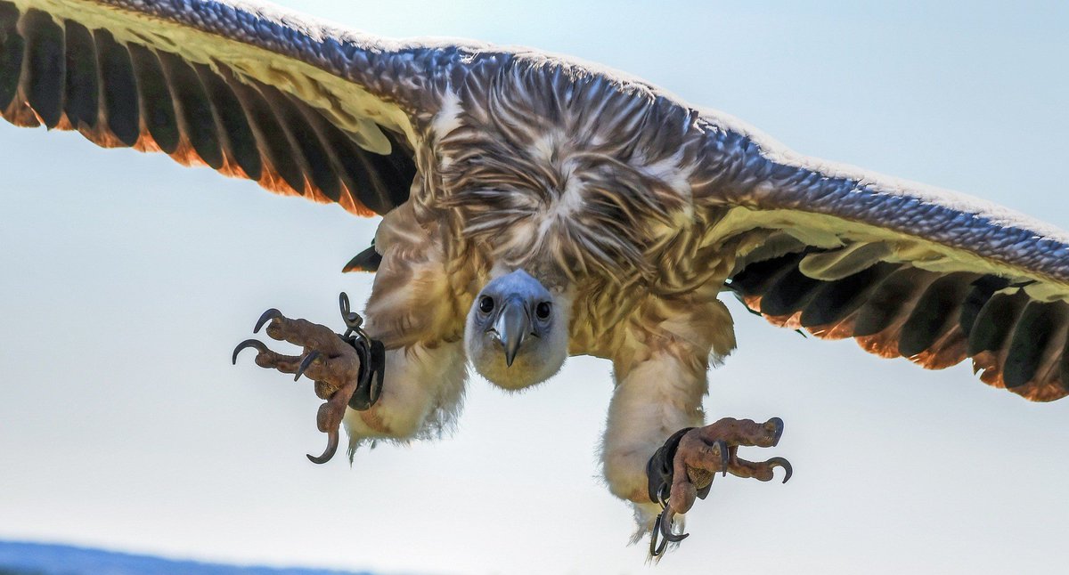 Urban dictionary: ‘A culture vulture is a person who adopts something from a different community and makes it their own.’ In our quest to find a new 'purpose' is #internalcomms becoming a culture vulture? 
New blog from me <a href="/theICcitizen/">The IC Citizen</a>. #culture #purpose 
theiccitizen.com/2023/02/22/cul…