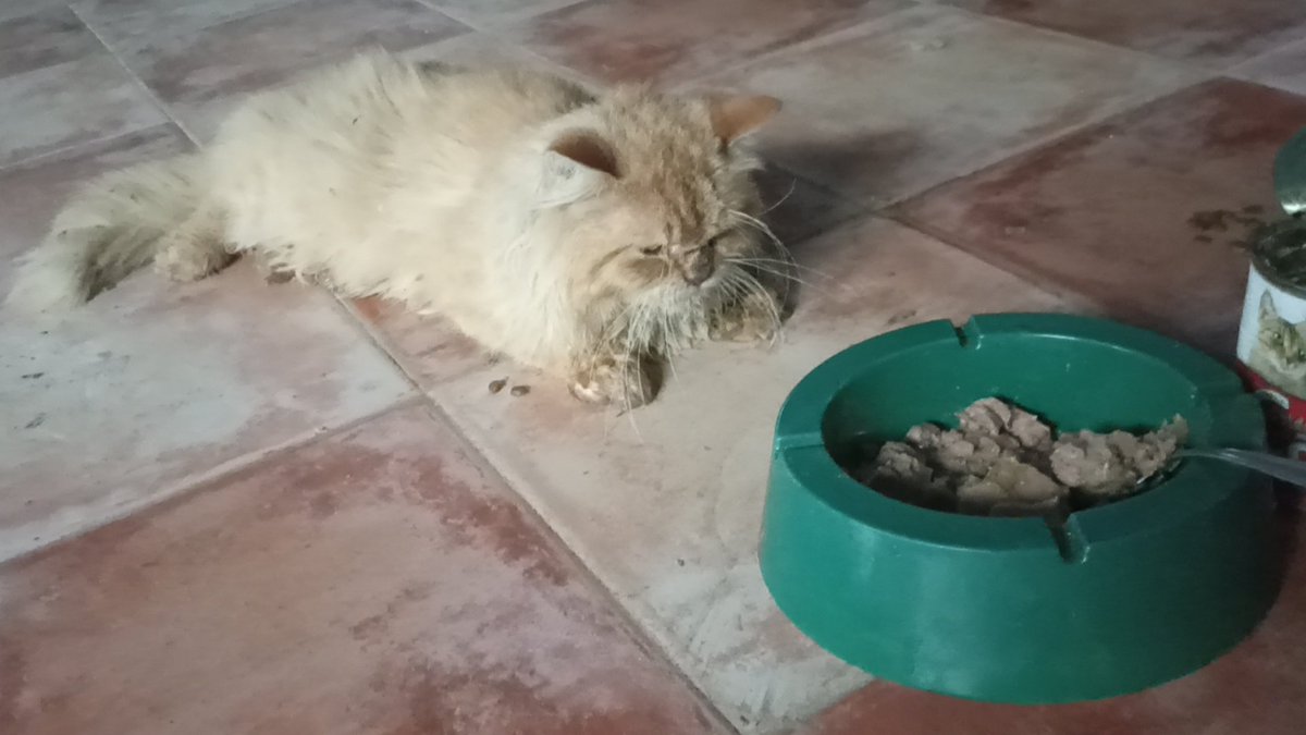 RescueCare's tweet photo. urgent help😭🙏🆘
To all my Twitter friends, I found this precious cat sitting alone inside the shelter and unable to walk. I gave him food. did not eat. He must be taken to the vet immediately. Please help my friends.🙏😭🆘💔
https://t.co/z9EVWUykOD https://t.co/eG3QS71rNe