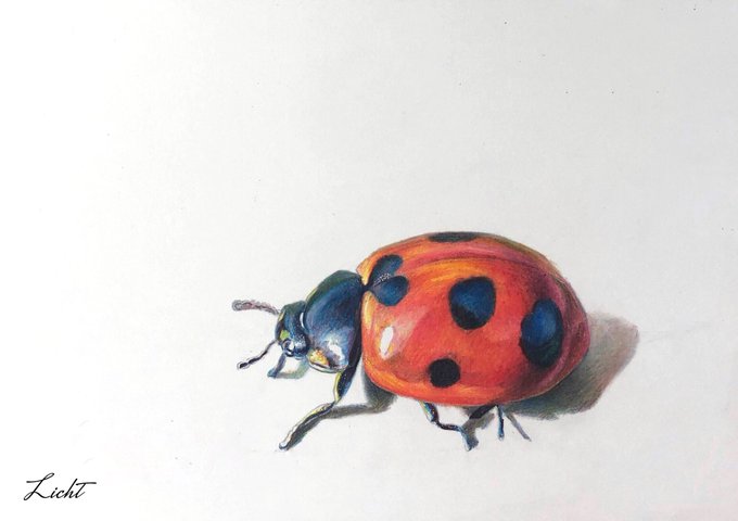 スケルトンのてんとう虫 色鉛筆画『透』 スケルトンのてんとう虫 色鉛筆画『透』 スケルトンのてんとう虫