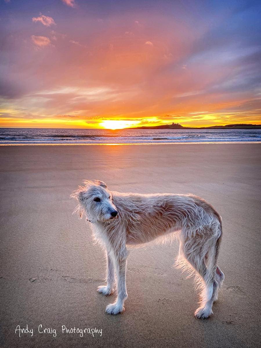“What do you want from today?” asked the man. 

“I’m just going to enjoy the good things I’ve got already” said the dog. 

And so they watched the sunrise, and thought about all the good things they already had in their lives and they felt much better
.
#sunrise #positivity