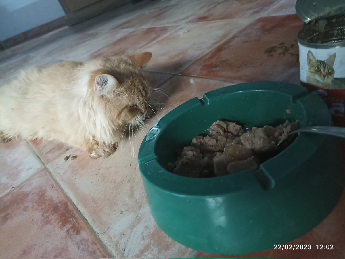 RescueCare's tweet photo. urgent help😭🙏🆘
To all my Twitter friends, I found this precious cat sitting alone inside the shelter and unable to walk. I gave him food. did not eat. He must be taken to the vet immediately. Please help my friends.🙏😭🆘💔
https://t.co/z9EVWUykOD https://t.co/eG3QS71rNe
