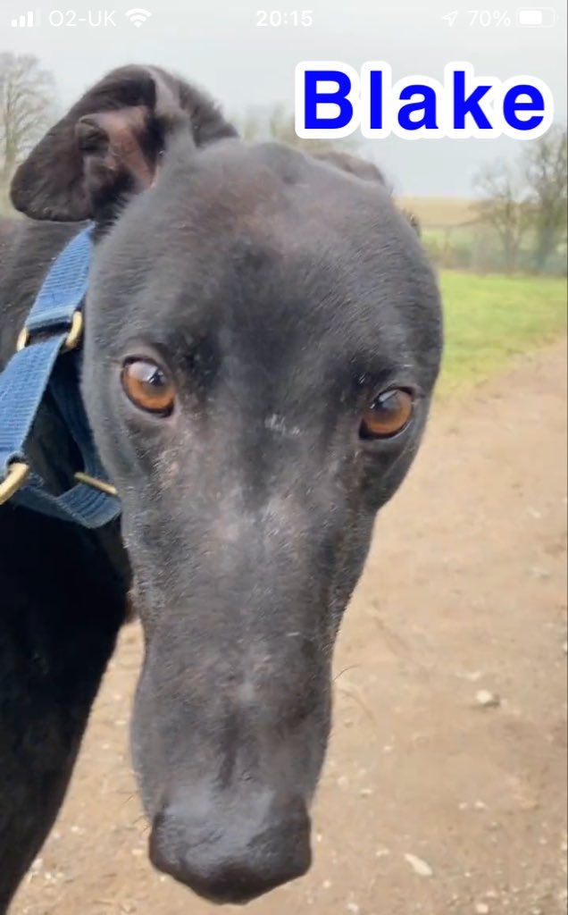 Greyhound Rescue Fife on Twitter "Blake has an amazing tail👍🏽 It’s