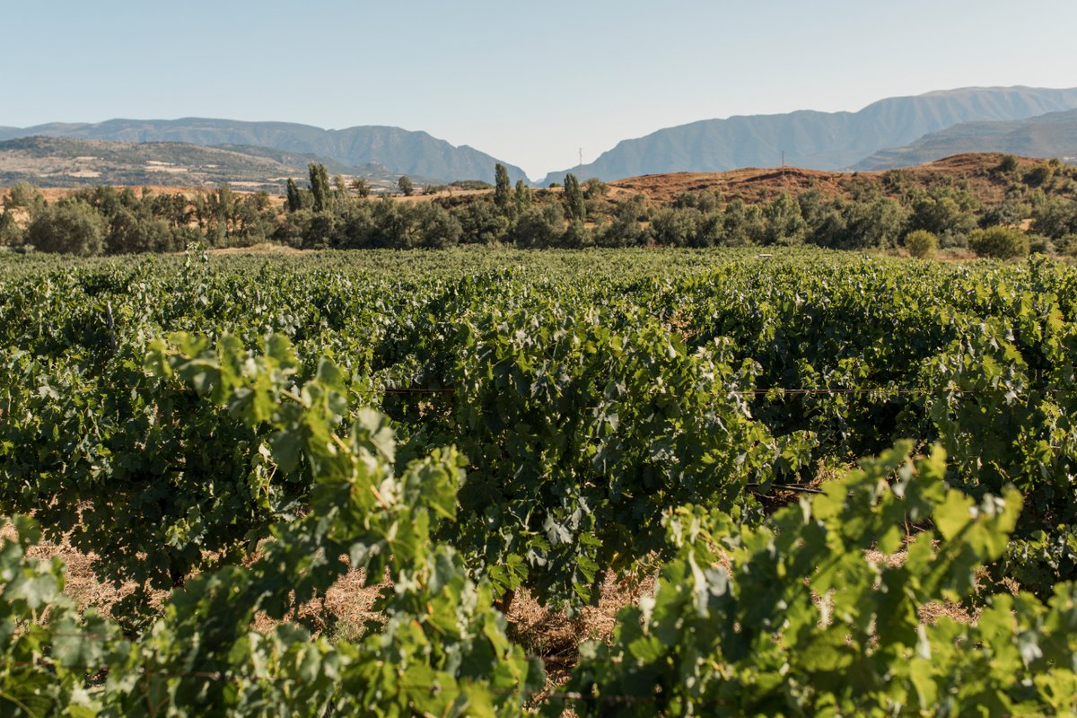 Demà al Parador de Lleida, al 📍SEGRIÀ, t’espera una experiència enogastronómica 🍷 que té com a protagonista els vins del Celler Vila Corona. Descobreix un sabor que homenatja la riquesa 😍 del PALLARS JUSSÀ. #ADNLleida🦋💚🌍 #BiosphereDestination🌱

➡️ bit.ly/3ItkBIv