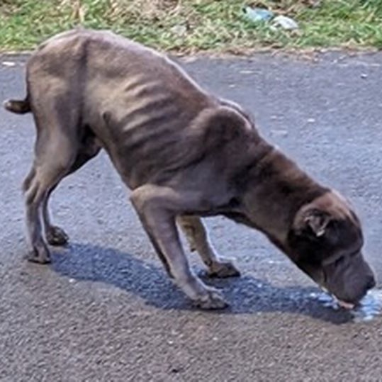AdoptionsUk's tweet photo. Please retweet, to help identify people who dumped a blue grey Shar Pei dog from a van #BLACKWOOD #WALES 
Dumped from a black transit van with business type writing on Sat Feb 18th, dog is very thin, and was running loose in traffic
DETAILS 
https://t.co/ssm6JeAcnW
☎️03001238018 https://t.co/XctQiMQ26A