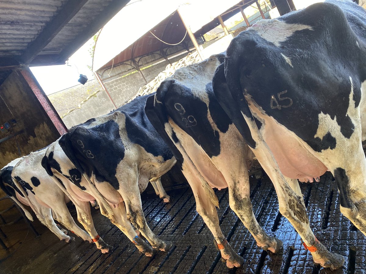 Selling 6 freshly calves heifers and 2 second lactation cows in Carnew’s Holstein sale tomorrow.