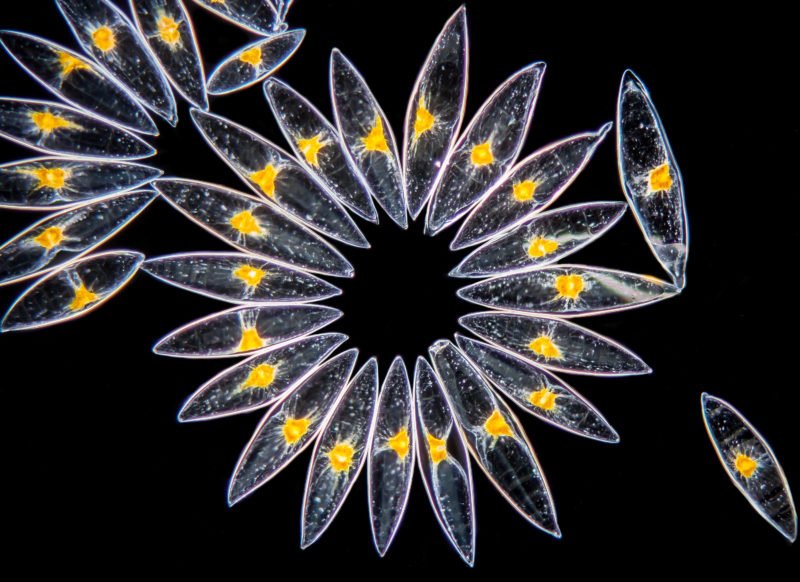 Biodi_ful's tweet photo. Meet Pyrocystis fusiformis, a marine #phytoplankton dinoflagellate found in tropical waters. It can grow up to 1 mm, live 5 days and produces bright blue light when disturbed throuth #bioluminescence. #Biodiful
1/5 https://t.co/qdxx7fzP6s