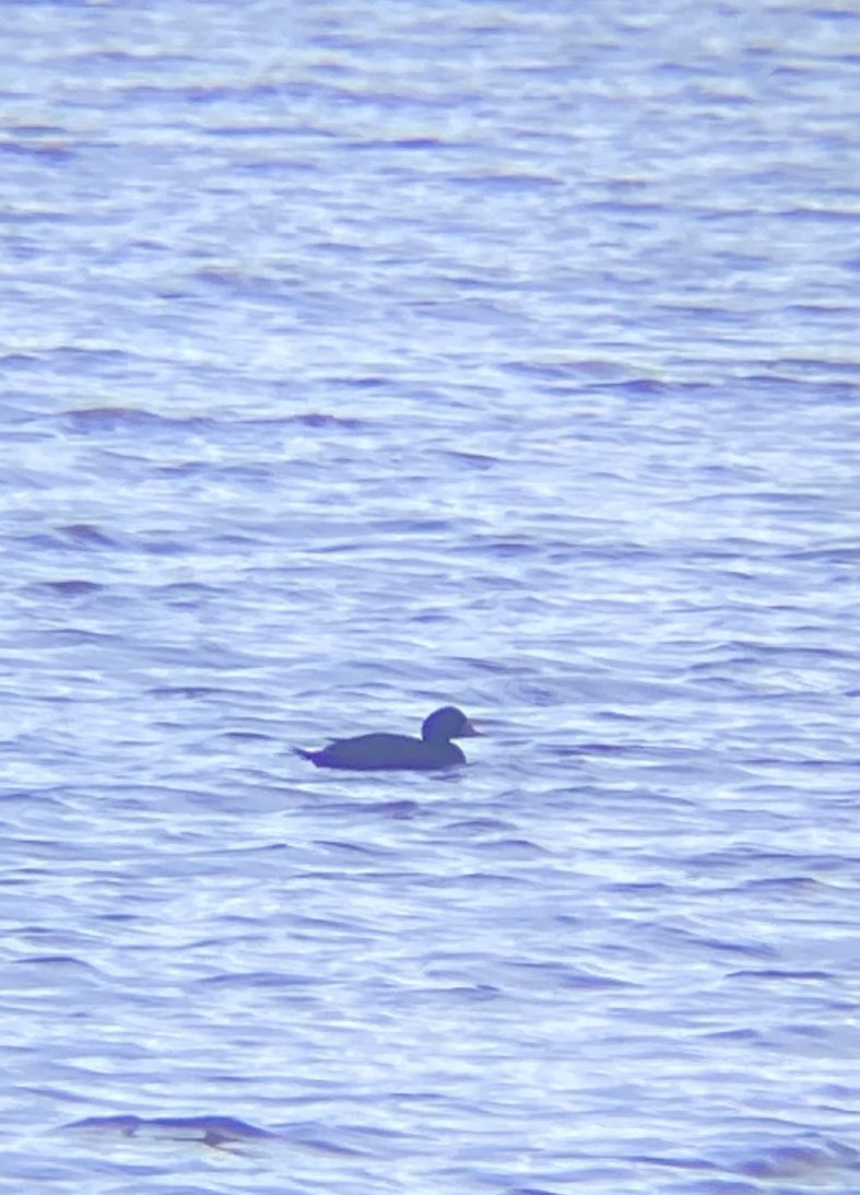 Common Scoter on Elton res this morning. Also Curlew and Skylark north #LocalBigYear