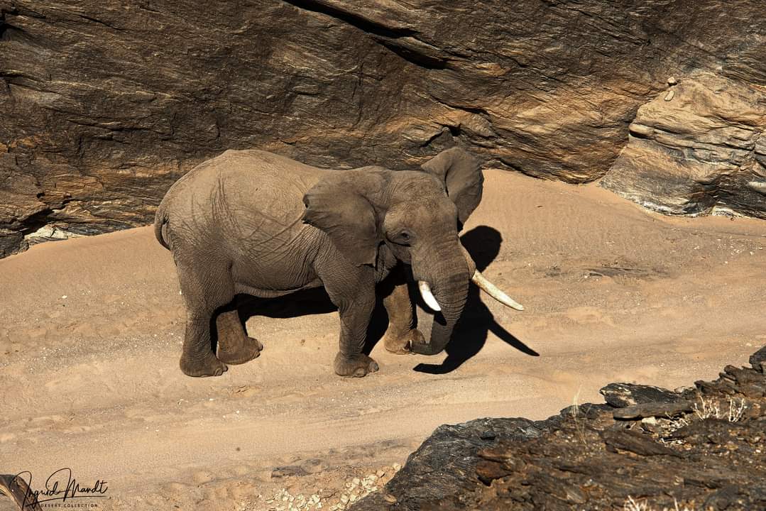 #WildlifeWednesday keeping the wild in #wildlife! #Namibia  magnificent 'Big Giant'#endangered 
 Desert #elephant in the middle of a gorge🐘🐘❤️
 The only way to shoot an #elephant is with a camera! #worthmorealive!
#BanTrophyHunting
#EndangeredSpecies

📸 Inki Mandt