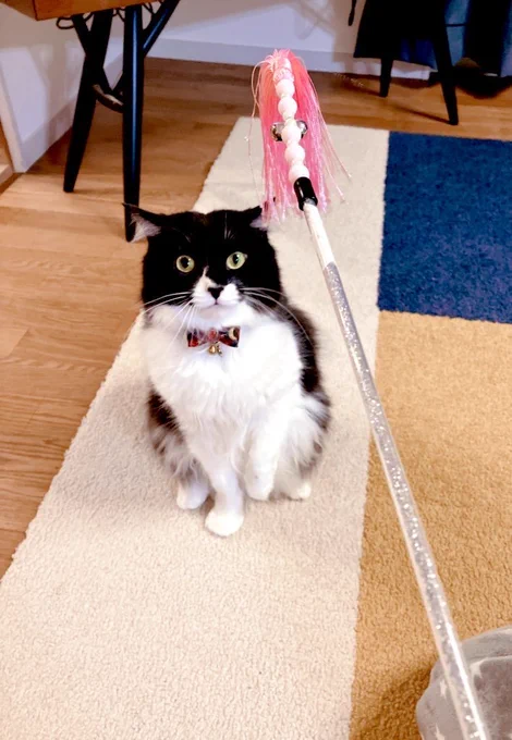 🐈目黒川家のネコの掟🐈

おもちゃで遊ぶのは1匹ずつ
愛情を独占するべし

イラストもこんな感じに描く予定🐈

#ネコの日
#ネコの掟 