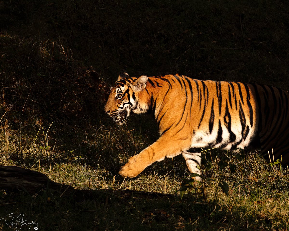 vijgang's tweet photo. Walking into the Spotlight... Kabini, KN, India
1/320 sec at f/7.1, ISO 160 at 100mm (Canon RF100-500)
https://t.co/esK2opUQzd
.
.
.
#eosr5
#canonindia #canonindia_official
#animalplanet
#natgeowild #natgeoindia #natgeoyourshot #yourshotphotographer
#Tiger #Tigers #wild https://t.co/vHexR5VUlz