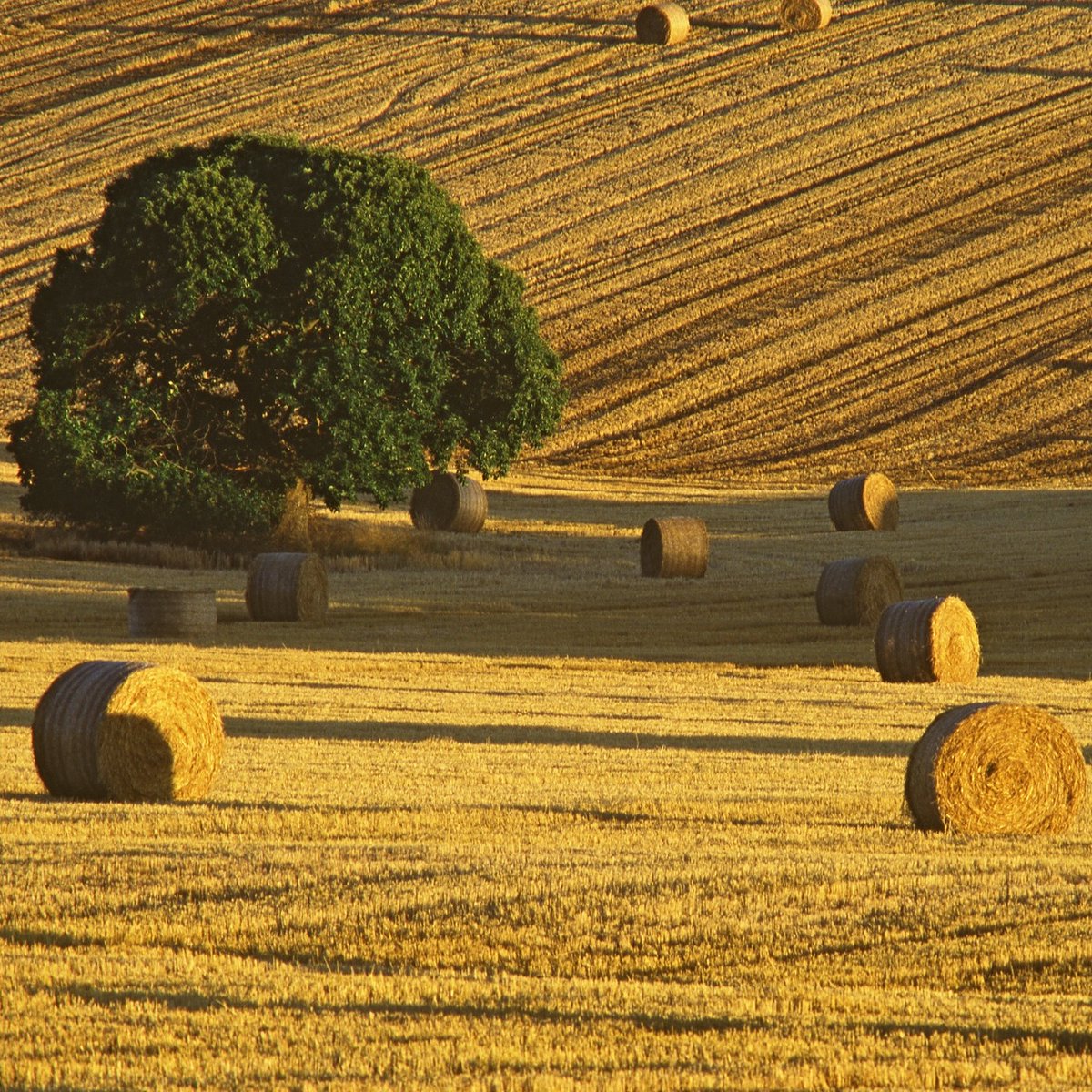 NaturalEngland's tweet photo. Calling all farmers, land owners and managers 📢

Biodiversity net gain (BNG) is a great way to diversify your income long-term and help nature recover. 

Read our blog to find out more 🔽 https://t.co/ZrSsRkmB9l
 
#BiodiversityNetGain https://t.co/KAWvniXKDd