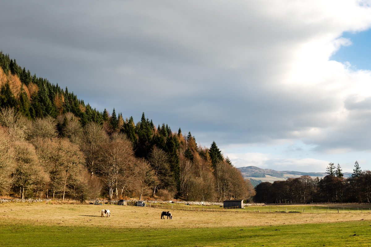 Roaming in the Gloaming

Two horses enjoy a leisurely brunch in fields alongside Loch Tay and Kenmore

#Horses #lochtay #rural #landscape #drummondhill #tayforestpark #peaceful #mindful