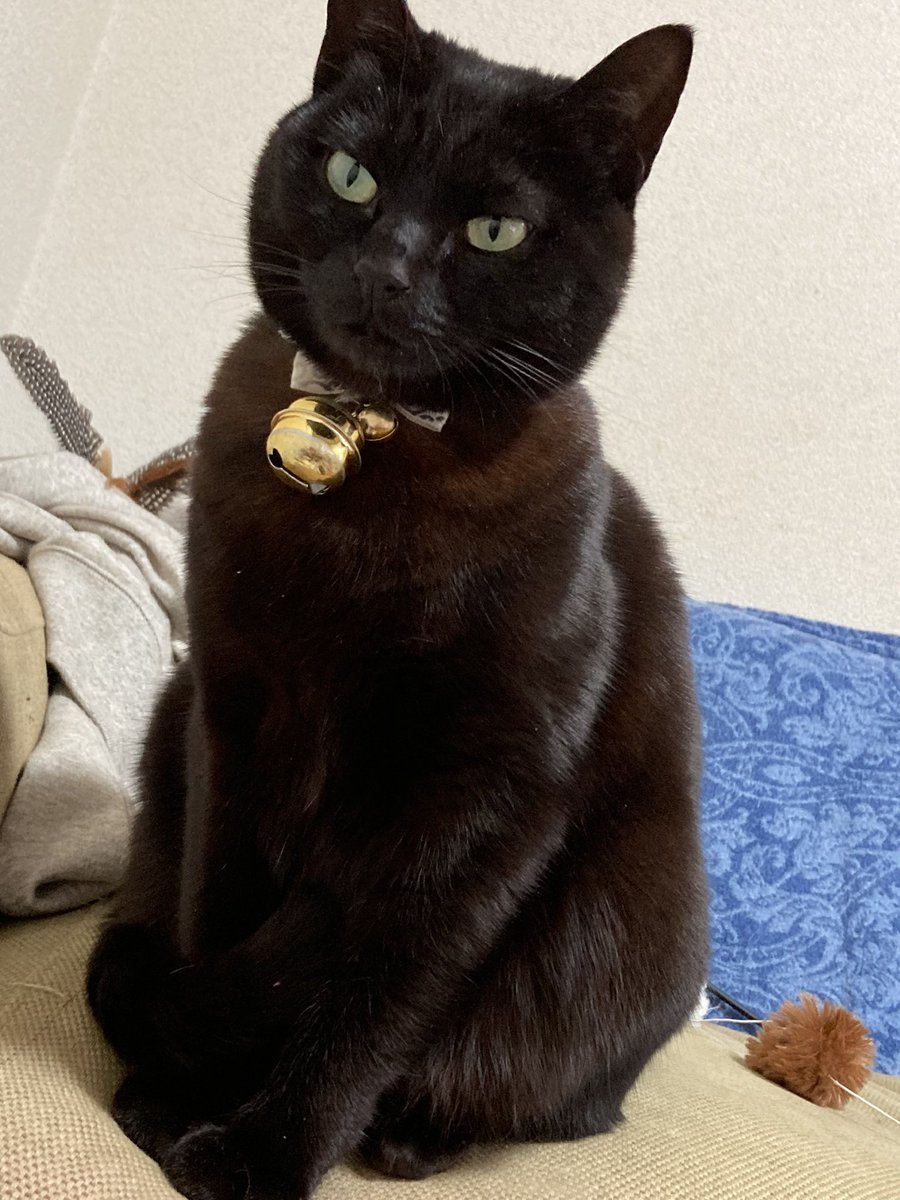 me78221014's tweet photo. ネコの日
うちの子です😊 https://t.co/iol8kNHH5c