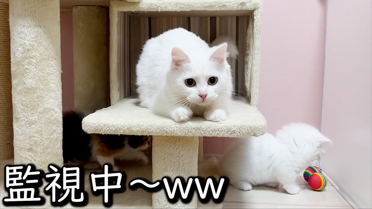 MeowMoeDotCom's tweet image. 【マンチカンの子猫】子猫達を厳しく監視するママな件 ∼猫のいる生活Vol.622∼  ...
 
meowmoe.com/37787/
 
#Neko #TinyKitten #マンチカン #マンチカン子猫 #ミヌエット #もちまる日記 #子猫 #猫出産 #白猫