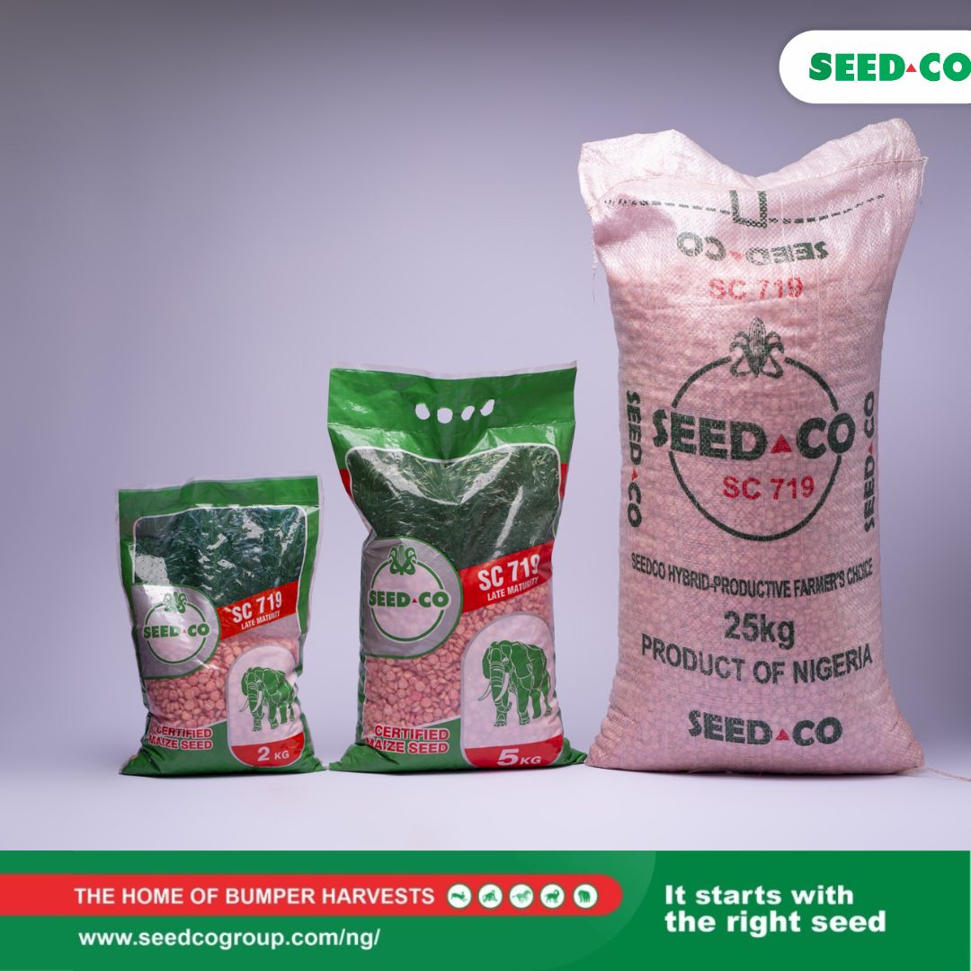 SeedCoNigeria's tweet photo. Do you live in a high-rainfall region?
Do you want a bumper harvest ?
SC 719 to the rescue. Long and fat cobs, excellent root system tolerant to lodging, wide adaptability. 10-12tonnes yield per hectare.
#Maizefarmer #SC719 https://t.co/thiGahgdhF
