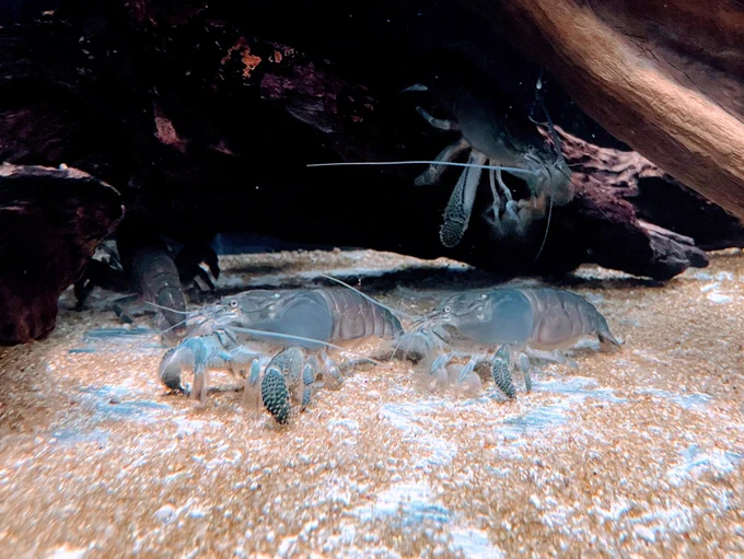 ザリガニかと思ったらヌマエビらしいデカすぎる 