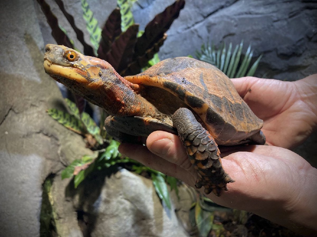 NordensArk's tweet photo. Four critically endangered #Indochineseboxturtle moves in at #NordensArk!
This species are a desirable collector's item and very few individuals remain in the wild. These four are genetically important for the work of saving the species from extinction. https://t.co/wD9fNEHp3V