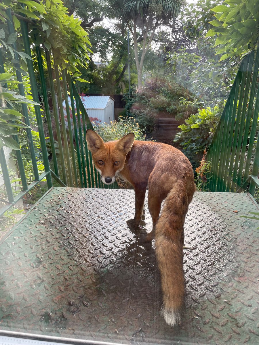 AnikaPatel32's tweet photo. #FoxOfTheDay @ChrisGPackham  a frequent visitor who loves the top of the step for long naps in the day https://t.co/XUydV5xtv0
