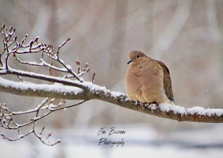 Jbusc33's tweet photo. #morningdove #birdsofinstagram #audubonsociety #lookingforfood #wildlife #morningdovesofinstagram #your_best_birds @News_8 @13WHAM #bh_wildlifephotography #picturetokeep_weekly #just_newyork @news10nbc @shutterbugpix https://t.co/1V5ycNqYXq