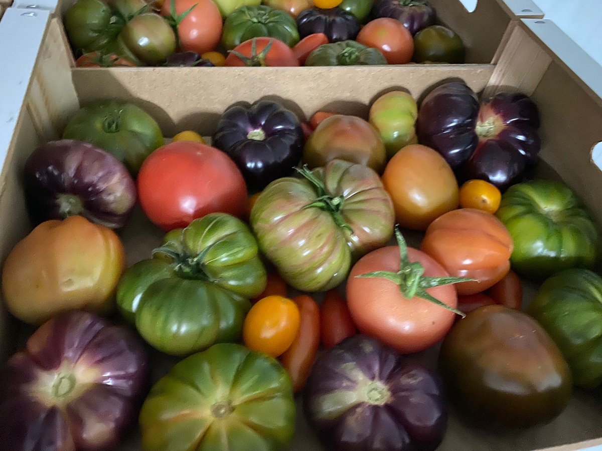 Courgettes✅, Red Chillies🌶️, Red Habaneros🥵 &amp; Heritage Mix Toms 🍅now with us! 🤩🚚  #NicolasGarden #Pepperfectness #Chillicious