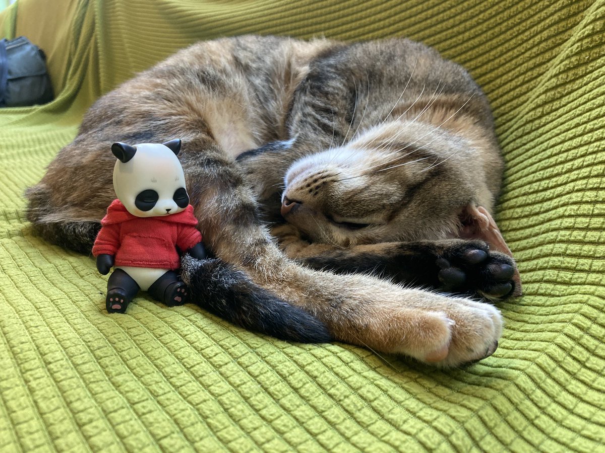 felix_nip's tweet photo. #猫の日　#COCORIANG https://t.co/0IzkX8PA95
