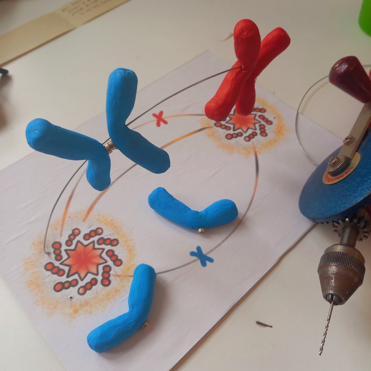 PriyankaObero16's tweet image. Working on a prototype of an interactive mitotic #spindle.. #cell dividing is beautiful! :)