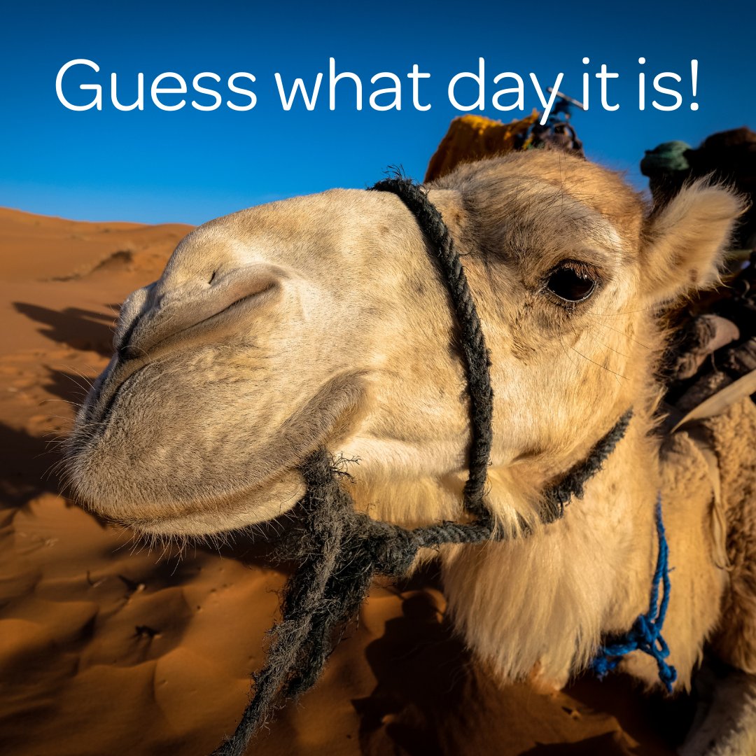 SuperSocialz's tweet photo. Happy Hump Day, everyone! 🐪💼 

We've made it halfway through the workweek, and that's worth celebrating. How are you all feeling today?

#HumpDay #MidweekMotivation #Workweek #Recharge #StayMotivated https://t.co/2bbJJYgkd4