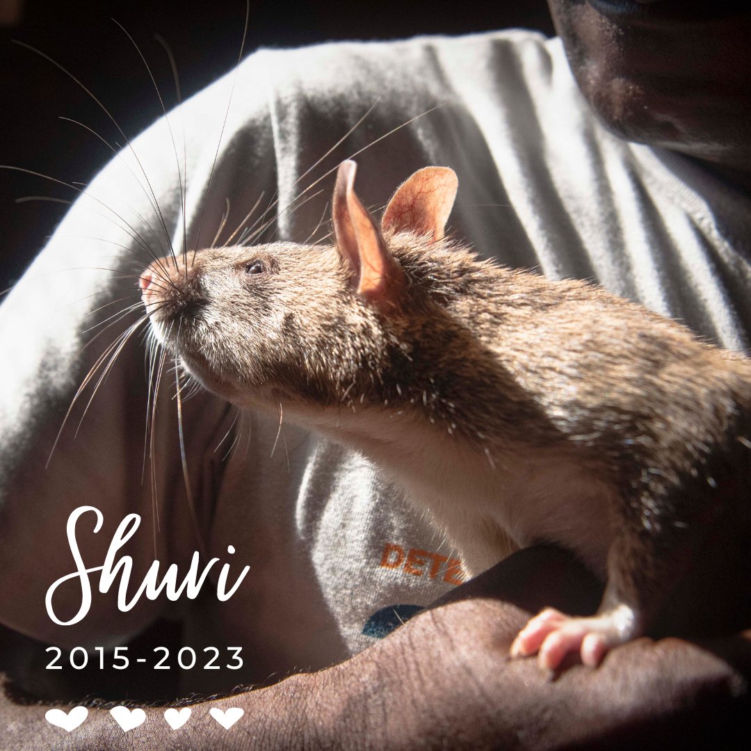 herorats's tweet photo. It is with sadness we announce that Shuri, the much loved HeroRAT,  passed away peacefully. We are bereft at the loss of our little hero but so grateful for the great work Shuri was able to do for the people of Angola. 

#restinpeace #loveandlight #heroesneverdie #neverforgotten https://t.co/0zrtdrzehd