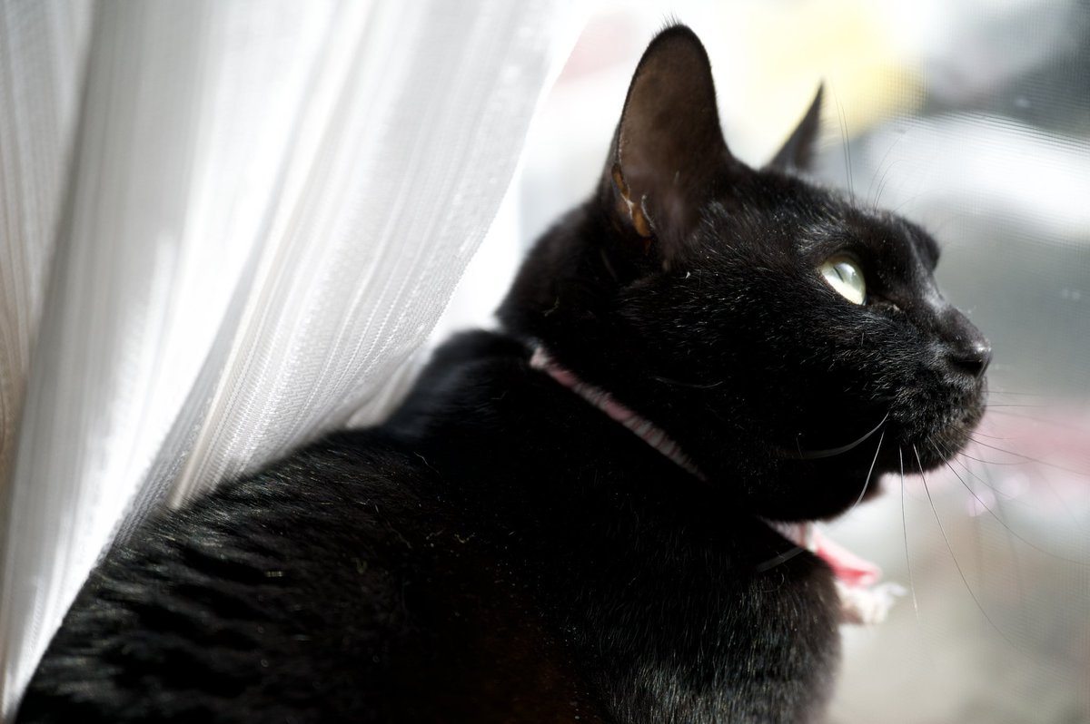 sumiyamisu's tweet photo. 撮/Nikon Z6II
#カメラのある生活 #猫の日 #黒猫 https://t.co/TX3D2KNp9J