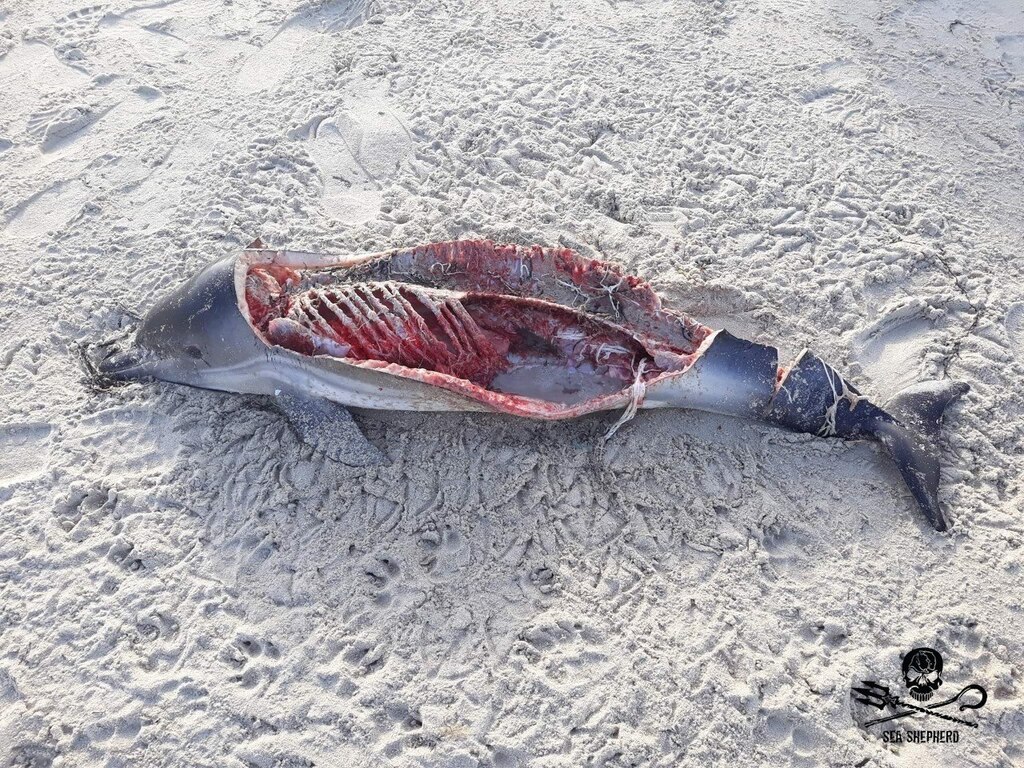UFO_Mutilations's tweet photo. #Unexplained #Paranormal #CattleMutilation #BadAliens #UFO 2020 Finistère Brittany Mystery mutilated dolphins perfect rectangles cuts surgical-like precision https://t.co/qi6U7OgKn0