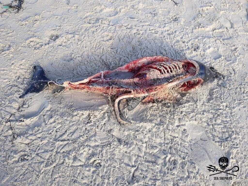 UFO_Mutilations's tweet photo. #Unexplained #Paranormal #CattleMutilation #BadAliens #UFO 2020 Finistère Brittany Mystery mutilated dolphins perfect rectangles cuts surgical-like precision https://t.co/9yAiNnlKjU