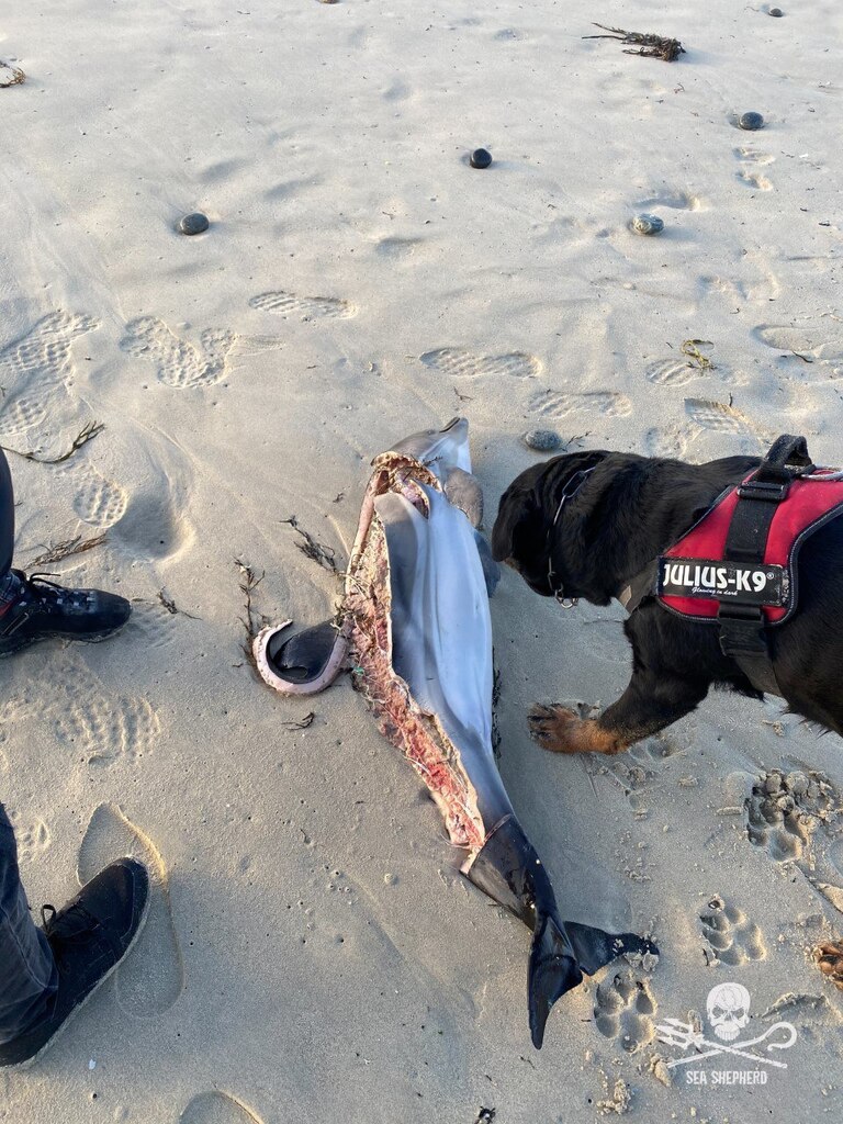 UFO_Mutilations's tweet photo. #Unexplained #Paranormal #CattleMutilation #BadAliens #UFO 2020 Finistère Brittany Mystery mutilated dolphins perfect rectangles cuts surgical-like precision https://t.co/KMHduwYL6Q