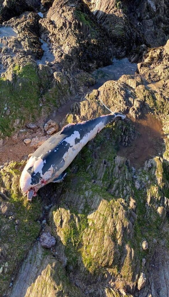 UFO_Mutilations's tweet photo. #Unexplained #Paranormal #CattleMutilation #BadAliens #UFO 2020 dauphin mutilé very unusual South Devon https://t.co/rbZg1MPERp