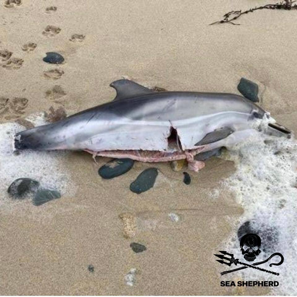 UFO_Mutilations's tweet photo. #Unexplained #Paranormal #CattleMutilation #BadAliens #UFO 2020 Dauphin éventré Finistère https://t.co/kI9QqEfsKu