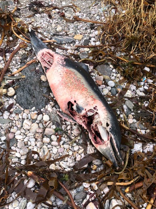 UFO_Mutilations's tweet photo. 2019 Ten dolphins Devon beach https://t.co/l74ydxs5wo