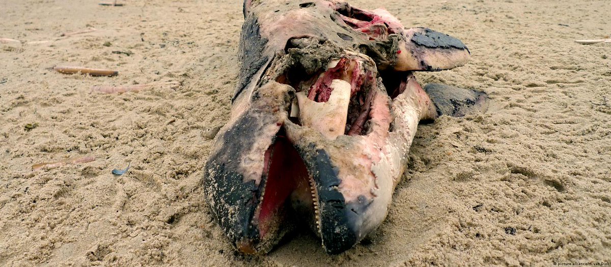 UFO_Mutilations's tweet photo. 2019 Hundreds of dead porpoises on German beaches https://t.co/iFed2FWopU