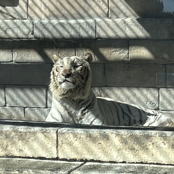 でっかい猫😪 