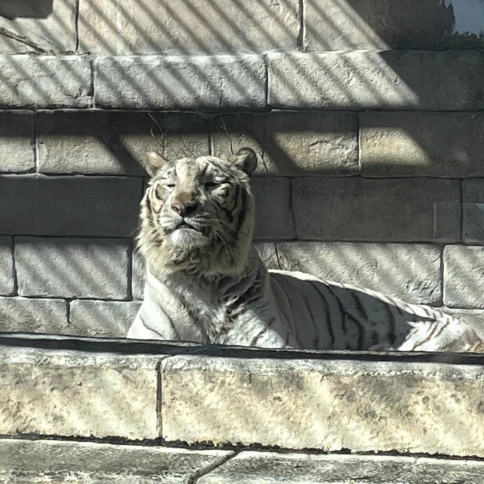 でっかい猫😪 