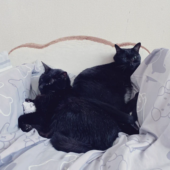 猫の日ですね〜我が家のくろねこメンバーズでも載せときますわ〜 