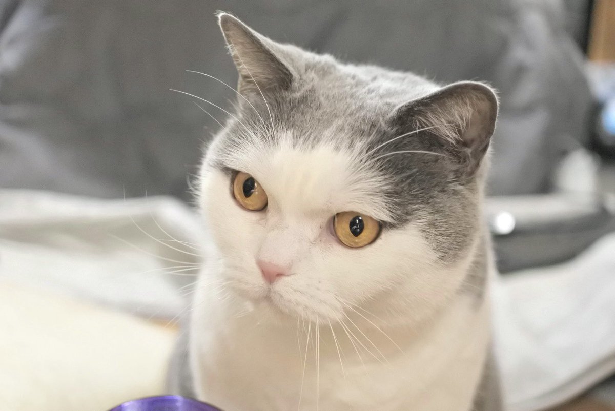 gintaro_nya's tweet photo. #猫の日 なので本日の銀太郎です🙌

#猫好きさんと繋がりたい #猫モフー #猫写真 #ブリティッシュショートヘア https://t.co/DIXO5ycmAO