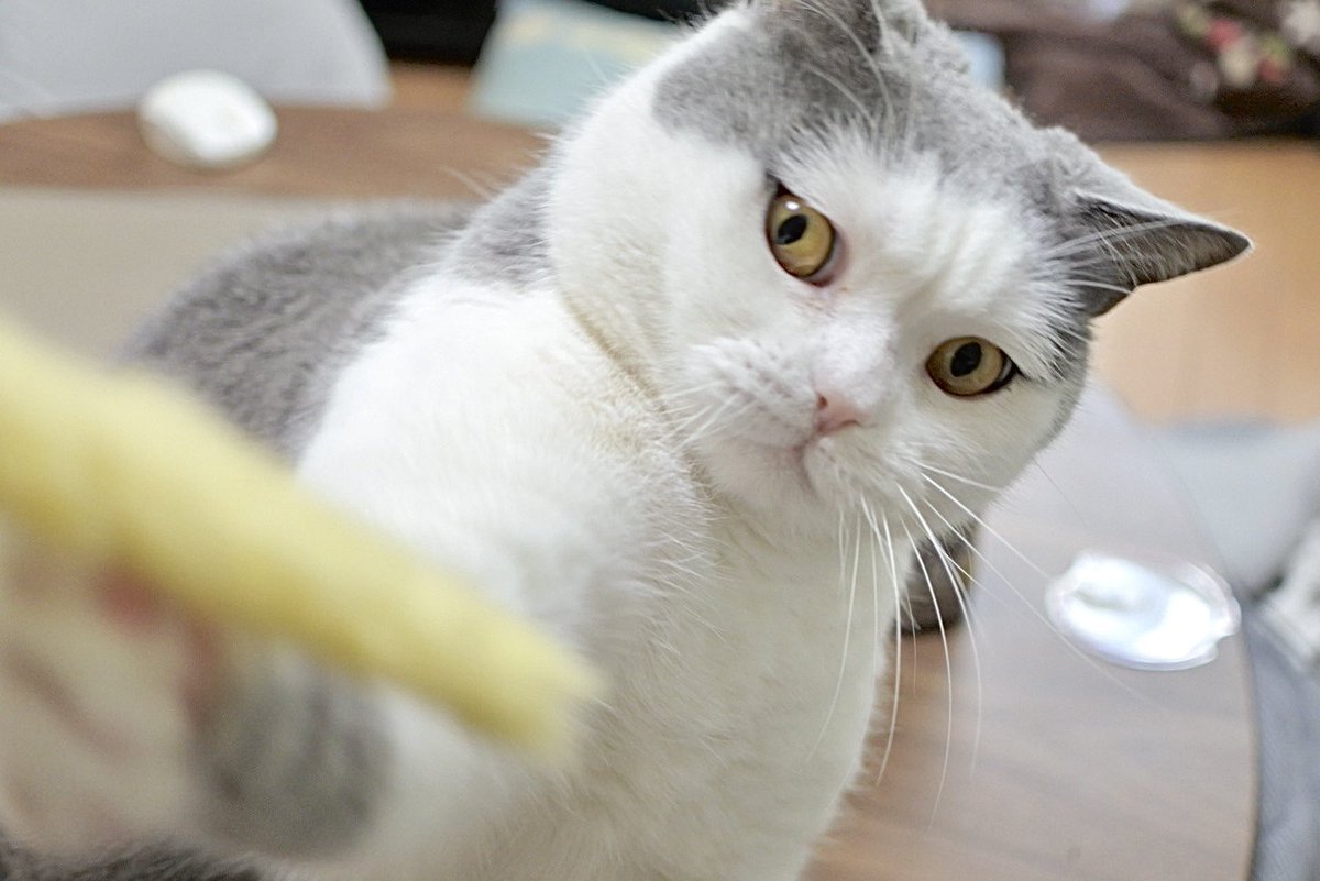 gintaro_nya's tweet photo. #猫の日 なので本日の銀太郎です🙌

#猫好きさんと繋がりたい #猫モフー #猫写真 #ブリティッシュショートヘア https://t.co/DIXO5ycmAO