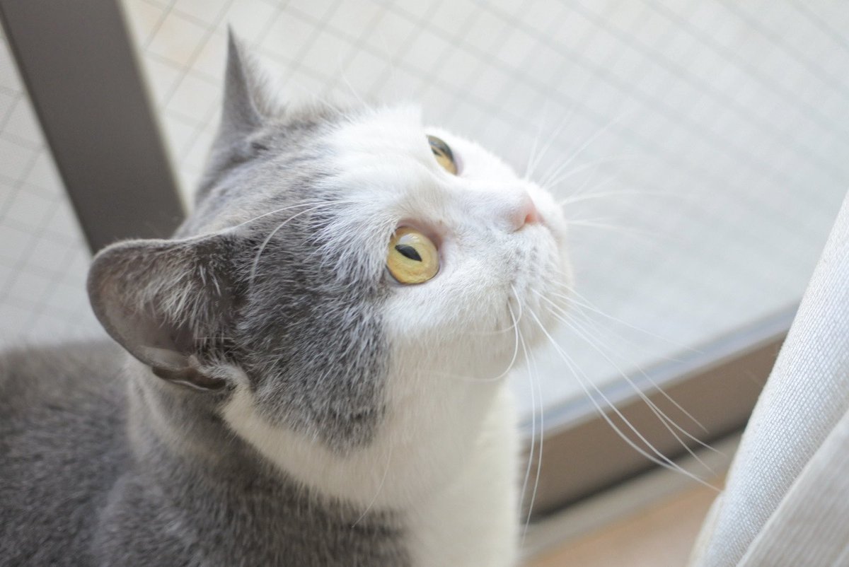 gintaro_nya's tweet photo. #猫の日 なので本日の銀太郎です🙌

#猫好きさんと繋がりたい #猫モフー #猫写真 #ブリティッシュショートヘア https://t.co/DIXO5ycmAO