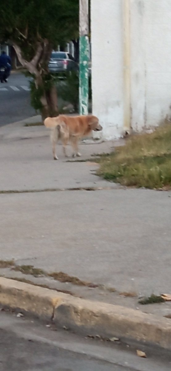 PerroUsuario's tweet photo. RT @AkadioVzla: lo ví hace media hora en el mcdo libre de Maracay, c ve mayor y buscando comida, es amigable lo llame y movía la cola, los perros del mercado le ladran y eran varios, está buscando comida, no creo q lo dejen salir solo, pasan muchos carros  https://t.co/kr2W30ALLa