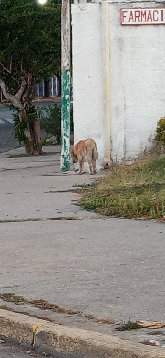RT <a href="/AkadioVzla/">David</a>: lo ví hace media hora en el mcdo libre de Maracay, c ve mayor y buscando comida, es amigable lo llame y movía la cola, los perros del mercado le ladran y eran varios, está buscando comida, no creo q lo dejen salir solo, pasan muchos carros