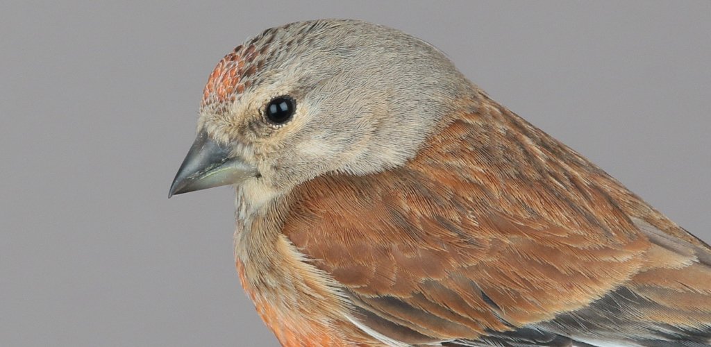 OttenbyBO's tweet photo. Dear all! We are happy to announce two new contributions to the Ringers Digiguide:
First, a species chapter regarding Common Linnet (Linaria cannabina), written by Hannes Andersson, has been added.
https://t.co/craLgtU8p0
#ottenby #ageing #birdringing https://t.co/PyLJSUZ666