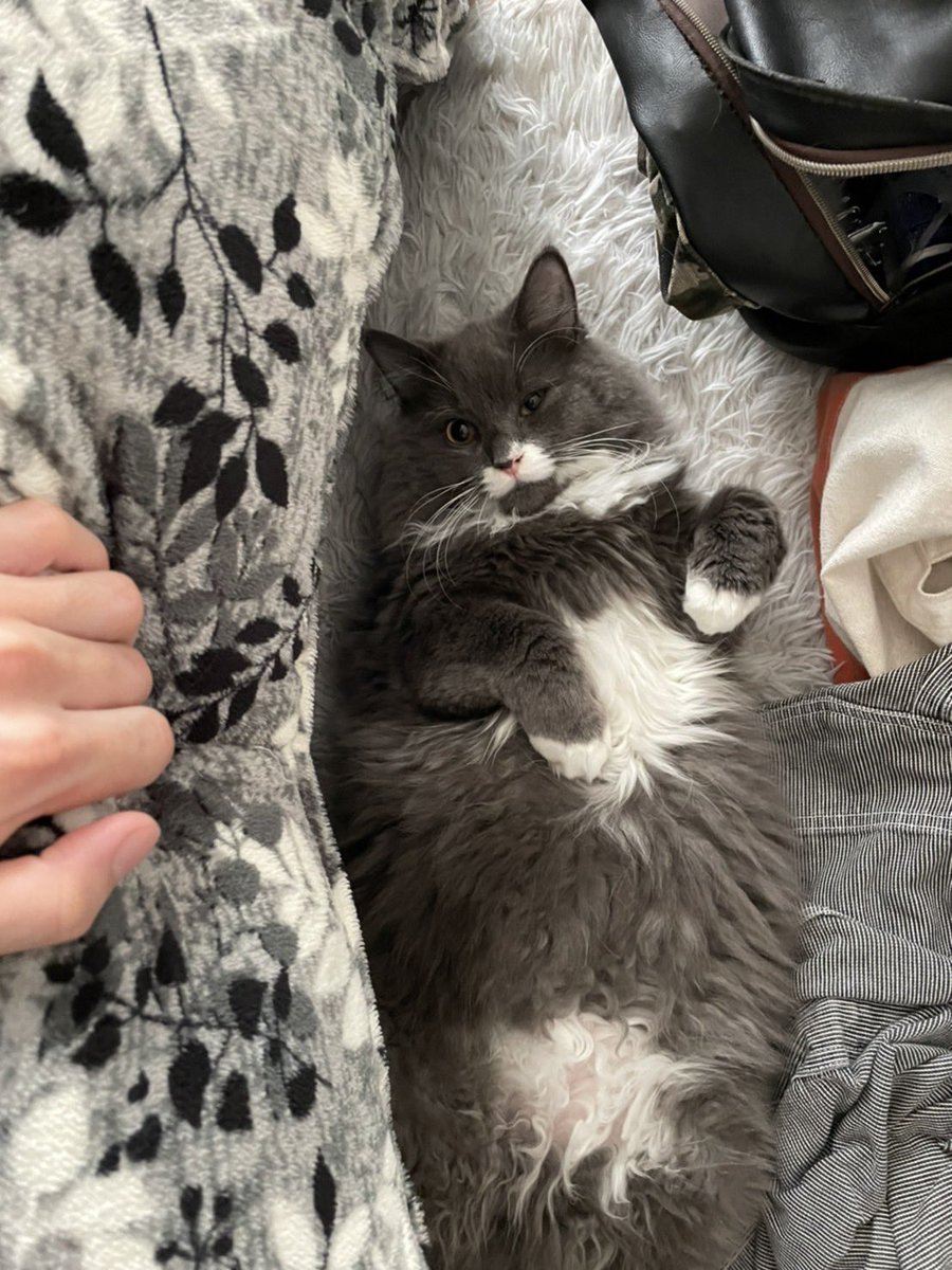 今日はニャンニャンの日🐱

靴下を履いたいつまでも赤ちゃん気取りな可愛い禄💋

お家に来てくれてありがとう
赤ちゃんができても仲良てね😚

#猫の幸せ顔選手権 #猫の日2023 #猫好きさんと繋がりがりたい #毎日幸せ