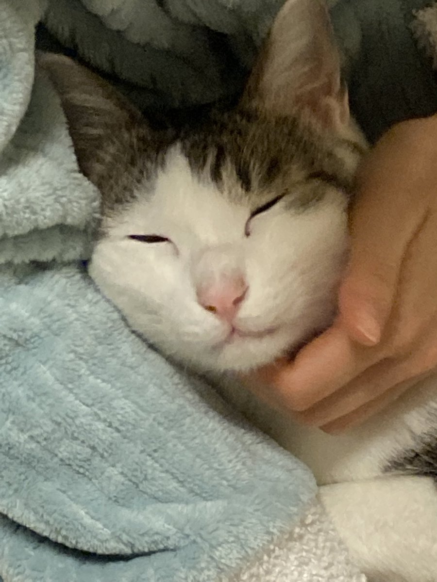 Q886X5j's tweet photo. こんばんは
ルカです。
家猫になって早3年4ヶ月。お布団のあったかさや人の温もりを知ってしまった🤭。💩も良くなり、🍠の美味しさも知りました。
メルおばさんに遊んでほしくて、勢いよく走り寄っていくけどそれが苦手なメルには未だ受け入れてもらえません😭可愛いやんちゃ坊主です。 https://t.co/Ep4whwFncQ