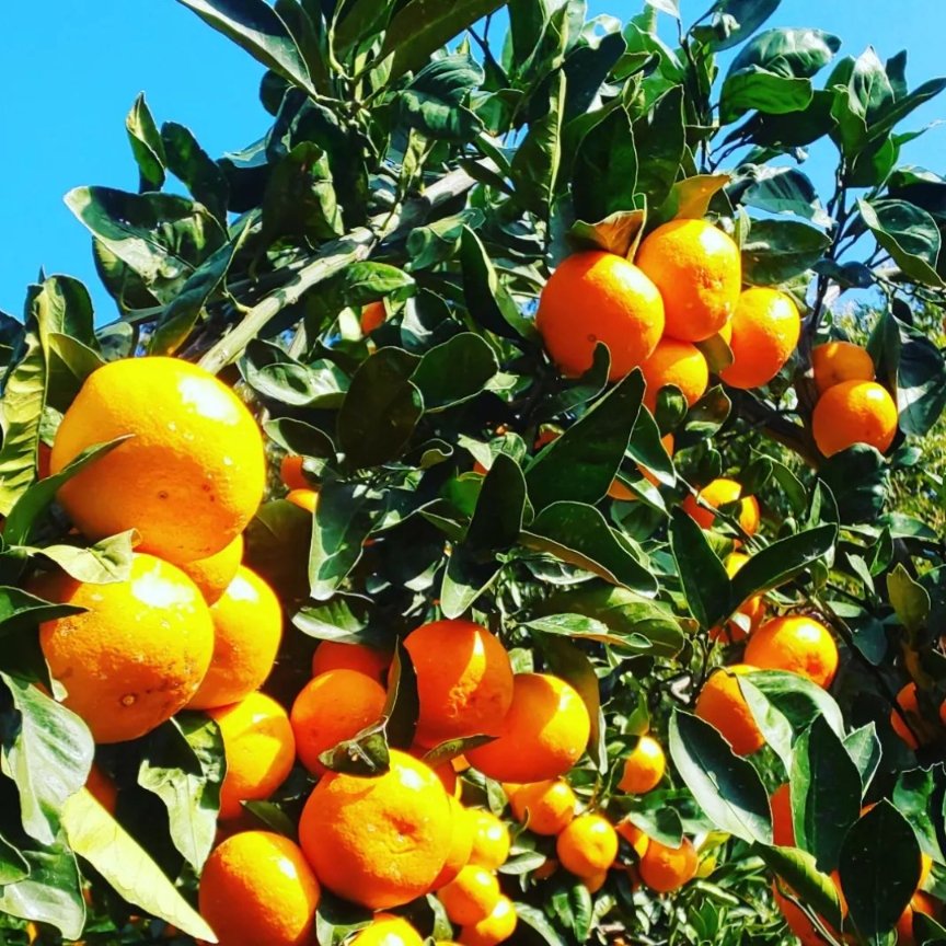 U1dhRqGCSfPYWqw's tweet image. 【プログラミングを身につけてやりたいこと】

自分の手で何かを作り上げて誰かの役に立つこと！(WEB制作、WEB開発)

具体的に…
地元(愛媛)の魅力を多くの人に伝えて恩返しがしたい！
特に
みかん農家をしている両親のためにも伊予のみかんの魅力を何かしらの形で多くの人に伝えたいと考えています🙂